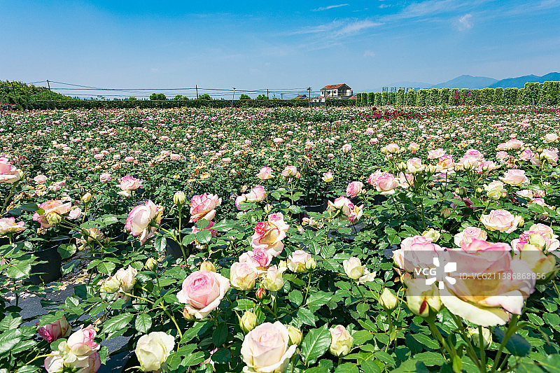 玫瑰种植基地图片素材