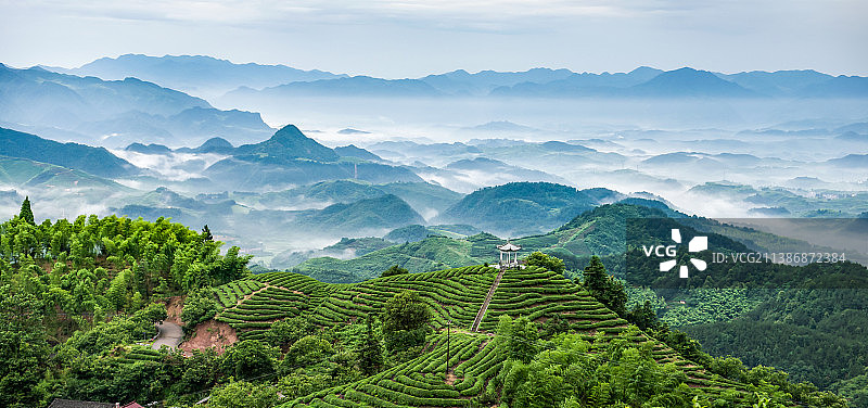 高山茶园图片素材