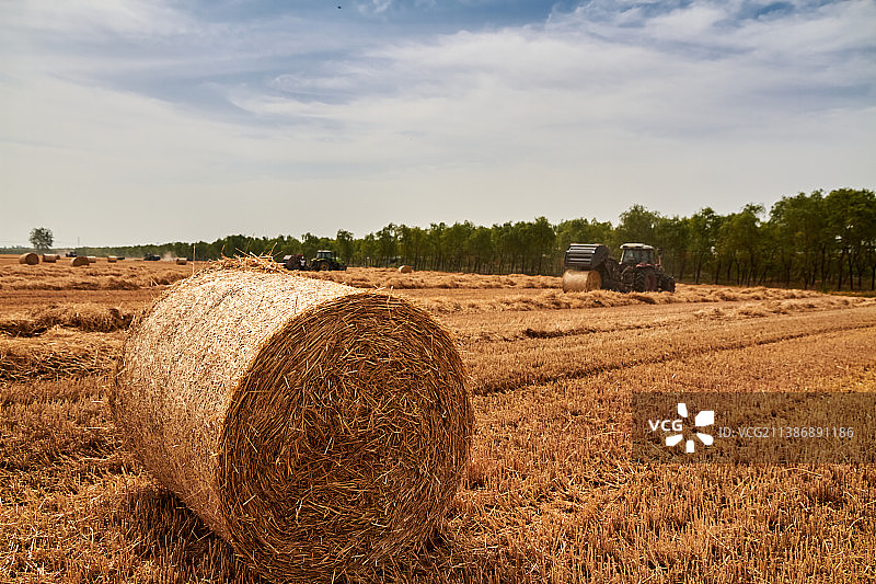 灵璧县小麦收割场面图片素材