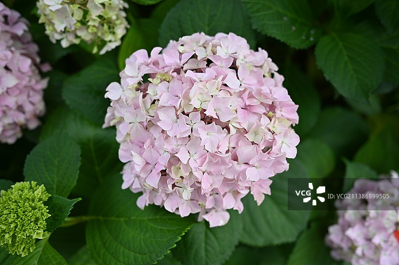 邻居的花图片素材