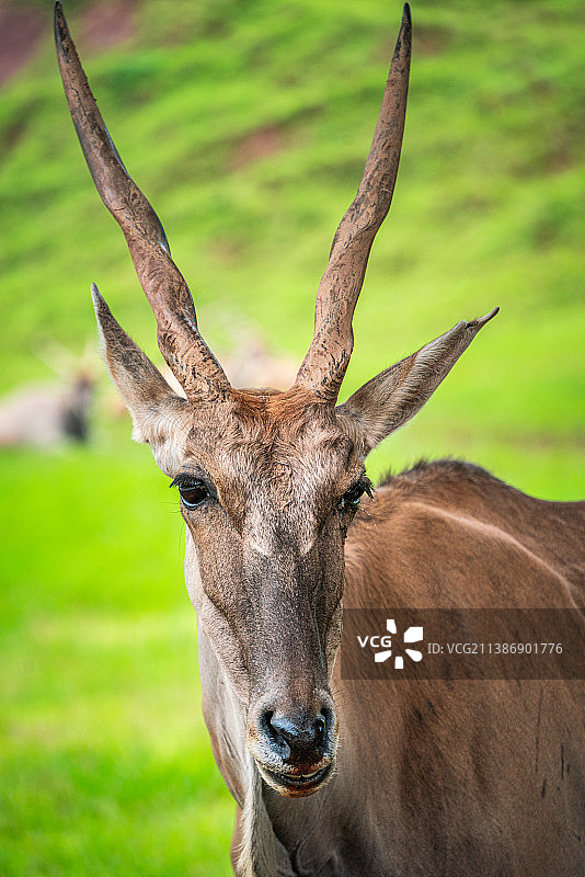 羞涩的非洲大羚羊图片素材