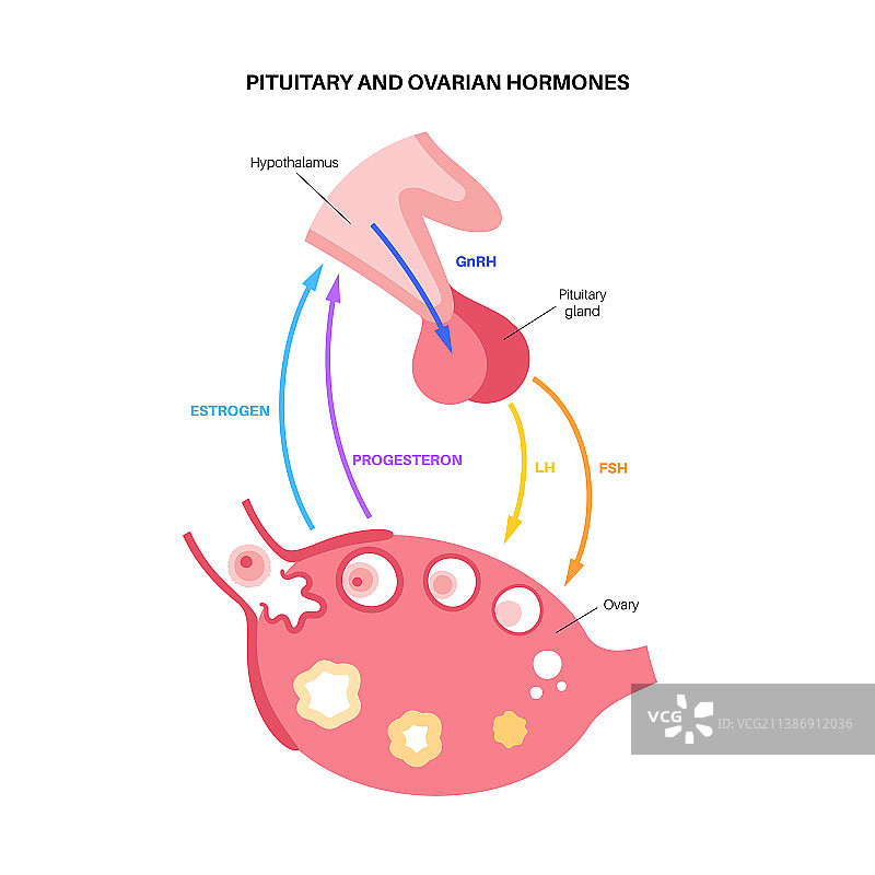 女性生殖激素图片素材