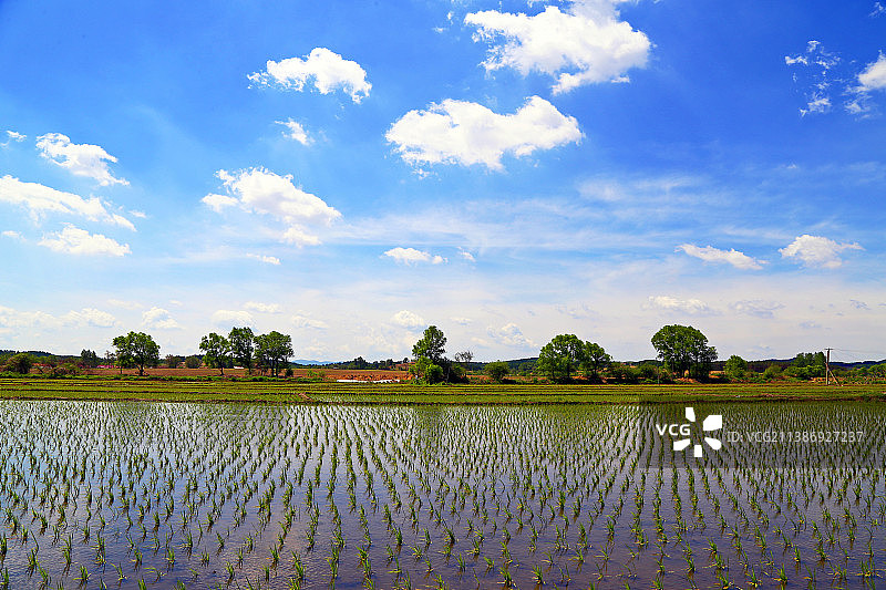 春天吉林省农村插完秧的稻田图片素材