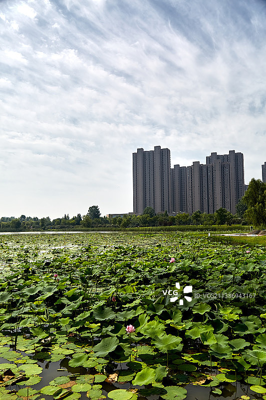 芜湖市弋江区西湖湿地公园图片素材