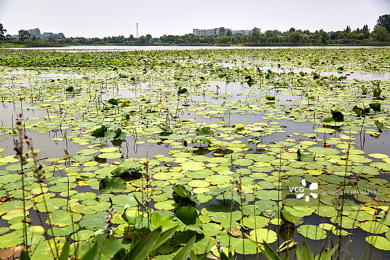 芜湖市弋江区西湖湿地公园图片素材