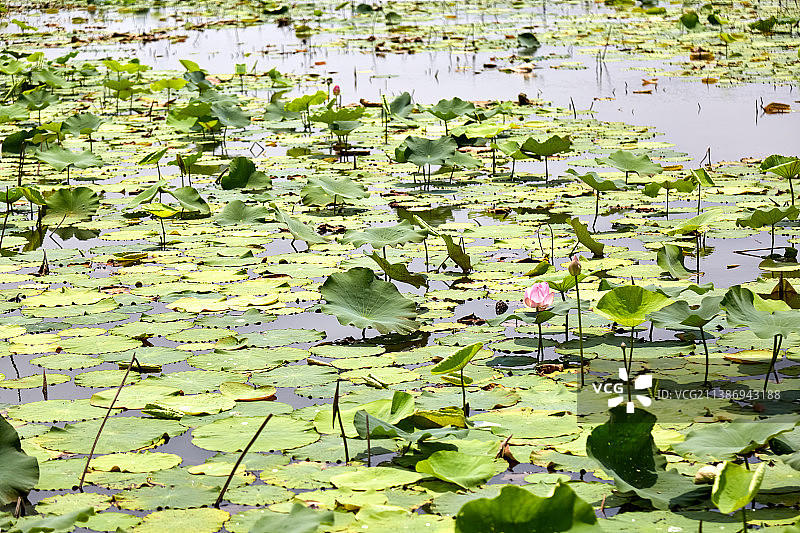 芜湖市弋江区西湖湿地公园图片素材