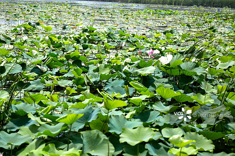 芜湖市弋江区西湖湿地公园图片素材