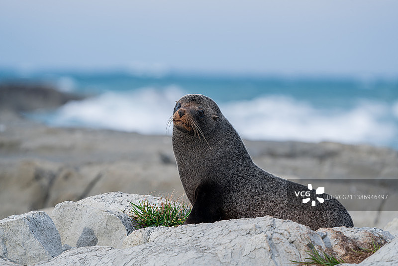 新西兰凯库拉海狗栖息地图片素材
