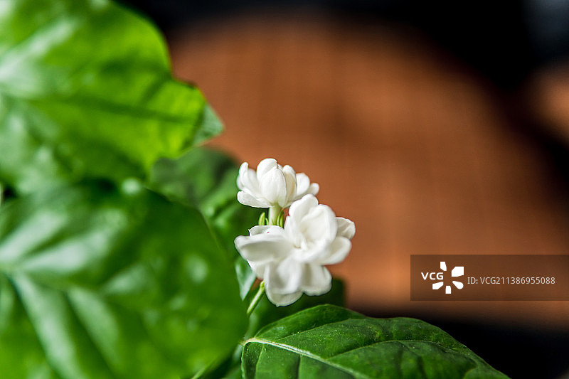 茉莉花图片素材