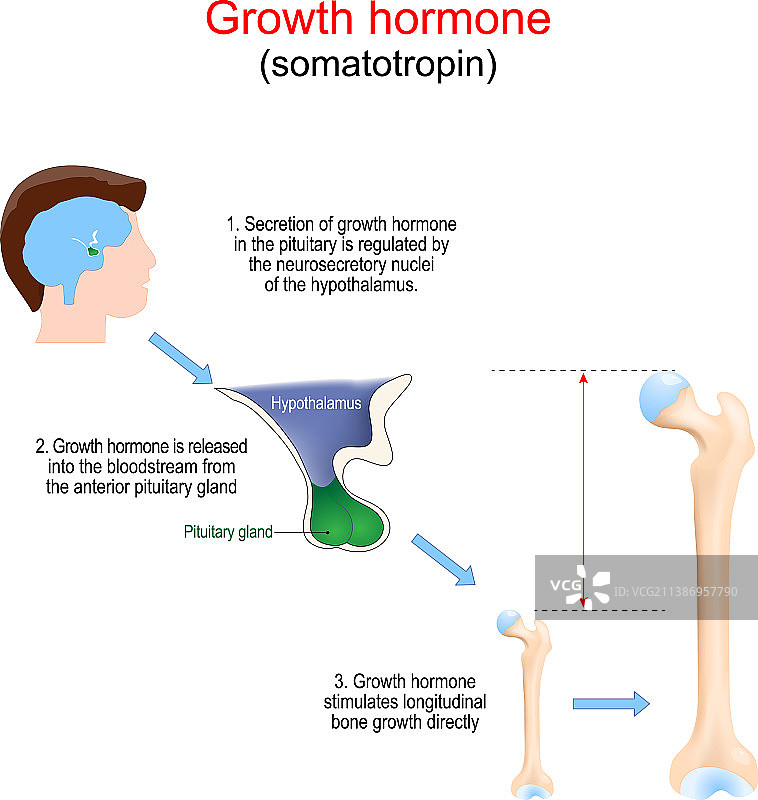 生长激素刺激骨骼发育图片素材