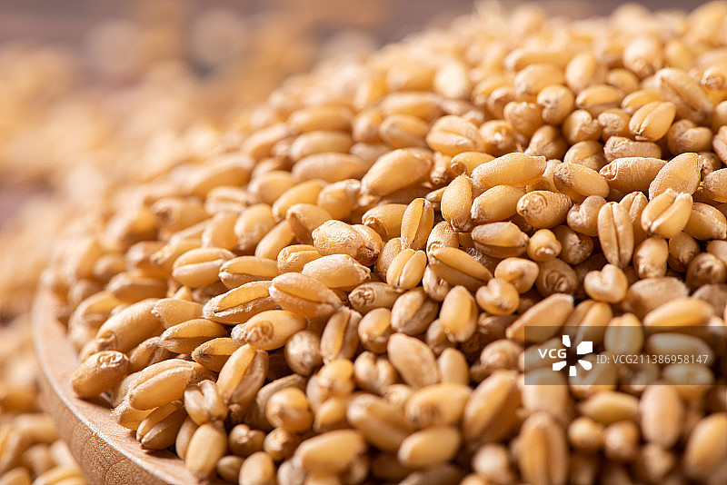 碟子里的成熟的小麦特写图片素材