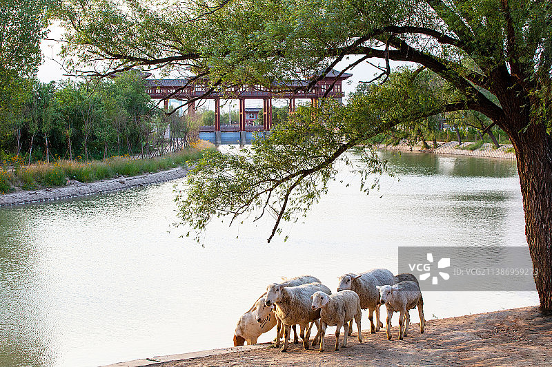 京杭运河全线通水，岸边走过牧羊群图片素材