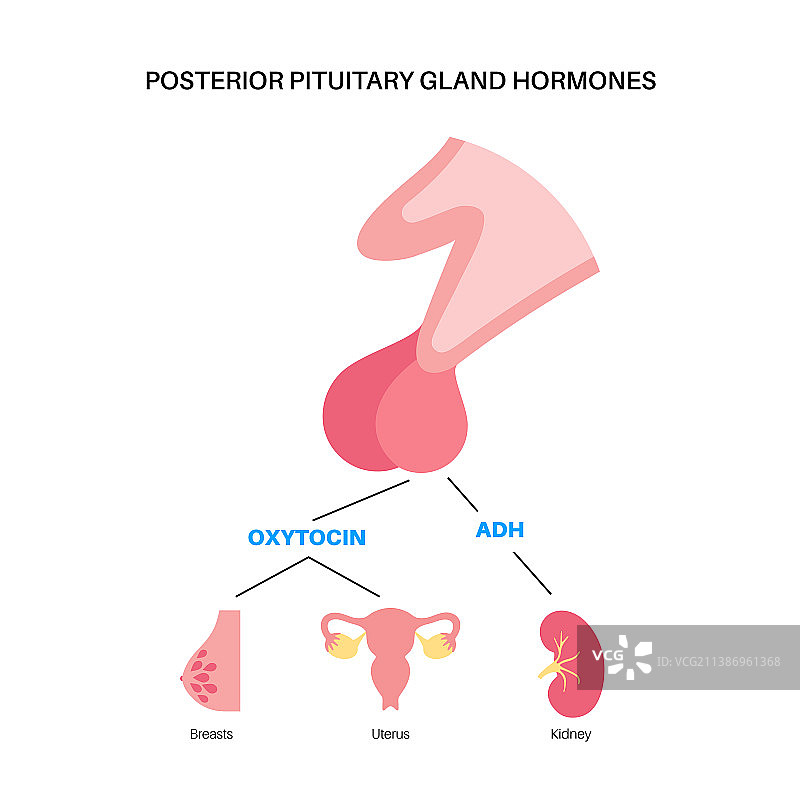 垂体激素图片素材