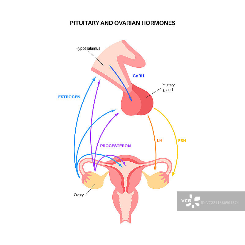 女性生殖激素图片素材