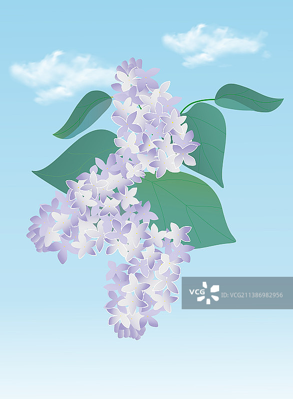 蓝天背景下的丁香灌木图片素材