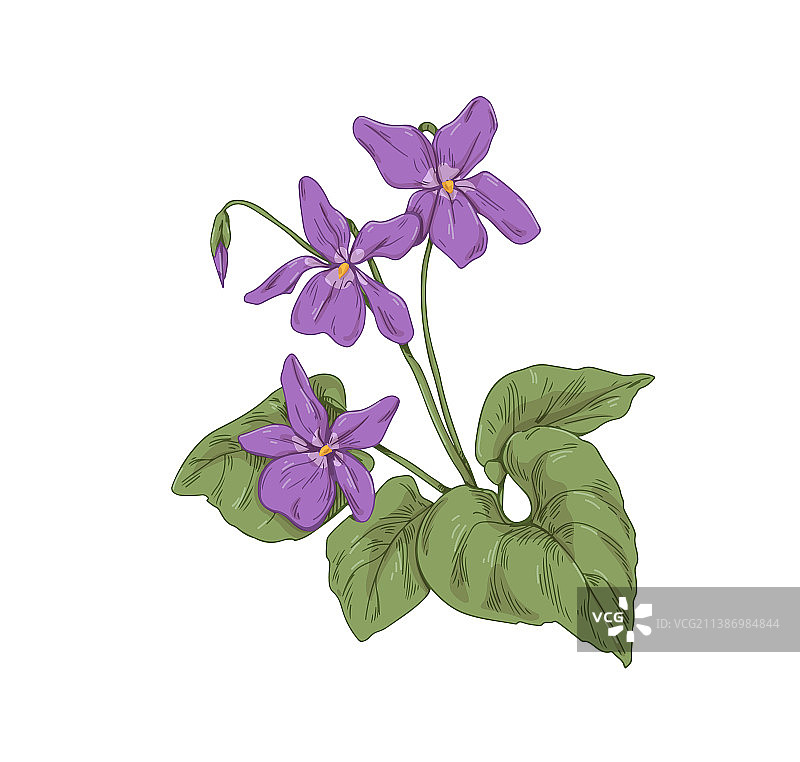 盛开的英国普通森林堇菜花图片素材