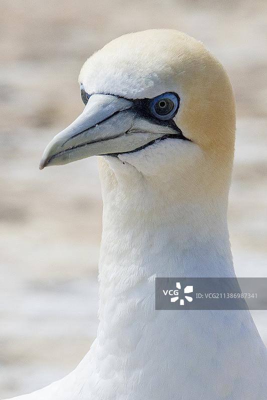 澳洲鲣鸟特写图片素材