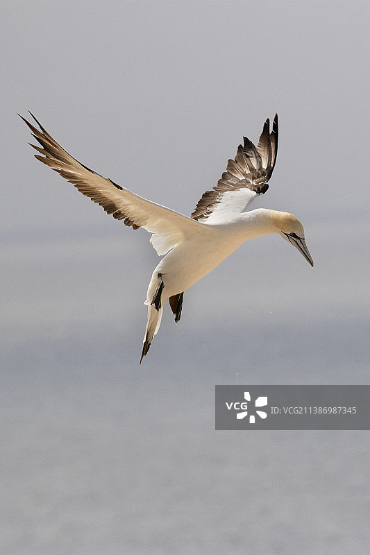 澳洲塘鹅降落图片素材