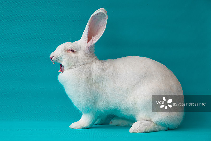 凶凶兔图片素材