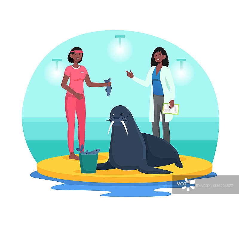 在海豚馆检查海豹的健康状况图片素材