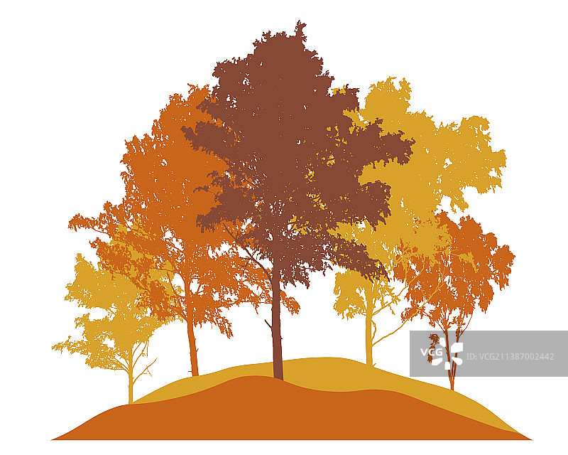 秋景：美丽的桦树林图片素材