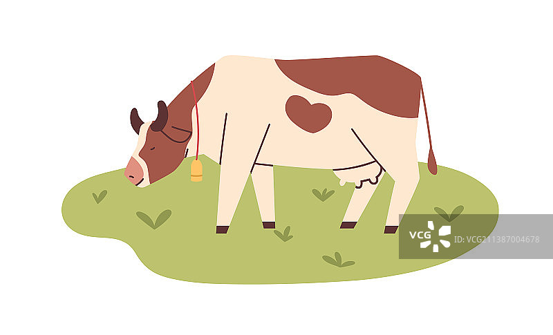 奶牛在牧场吃草图片素材