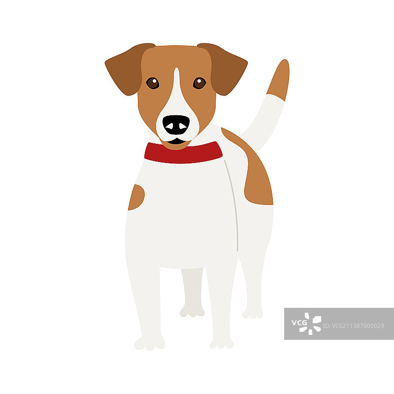 纯种杰克罗素梗犬图片素材