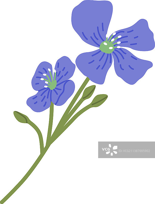 野生婆婆纳草本花图片素材