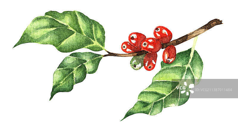 水彩风格的咖啡豆树枝图片素材