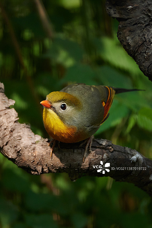 红嘴相思鸟图片素材