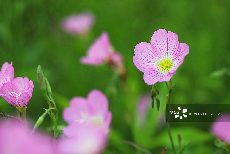 梦幻的月见草图片素材