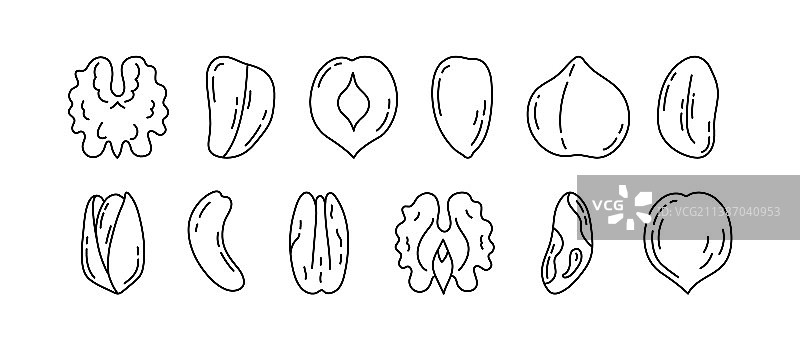 坚果涂鸦食品素描套装核桃图片素材