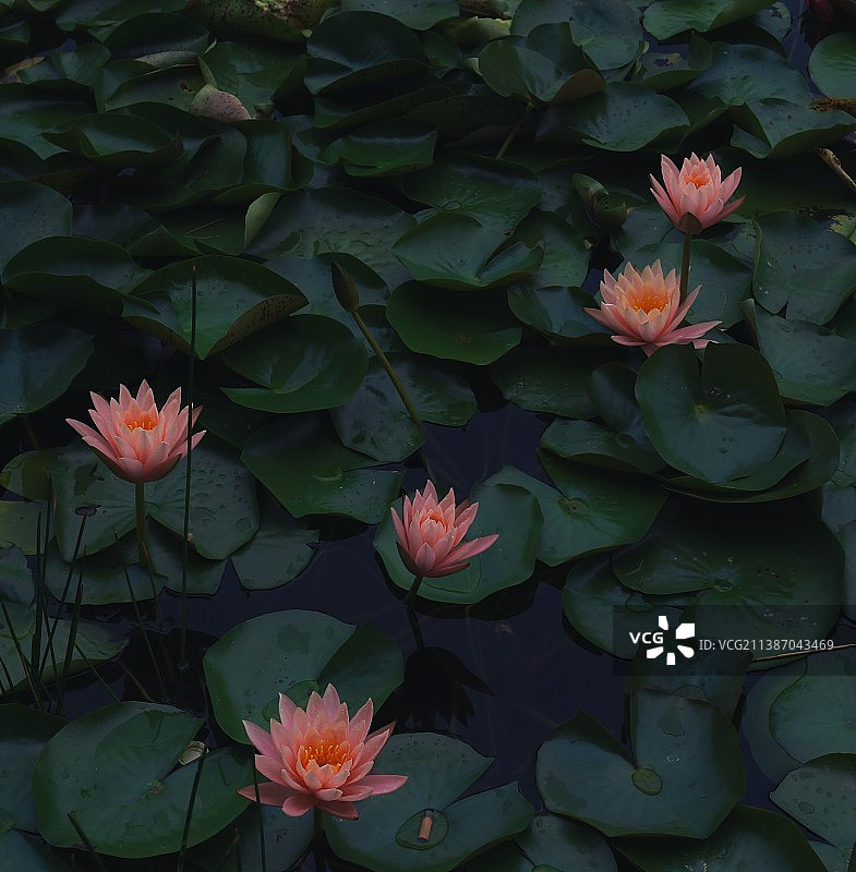 湖中荷花的特写镜头图片素材
