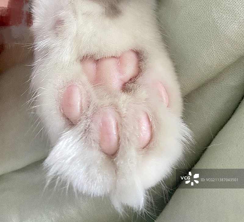 谁能拒绝一只猫爪图片素材