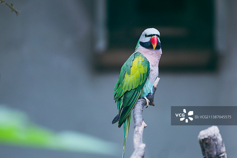 大绯胸鹦鹉～拍摄于上海动物园图片素材