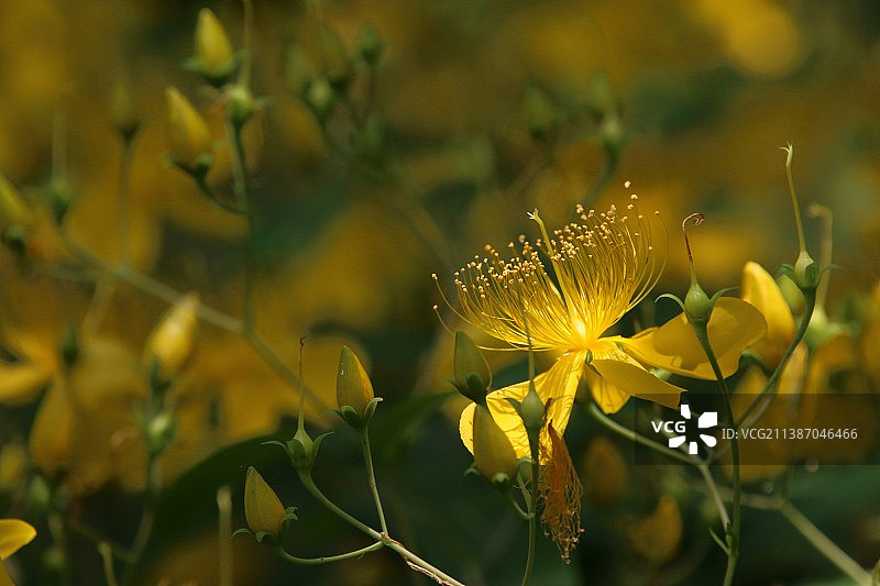 金丝桃图片素材