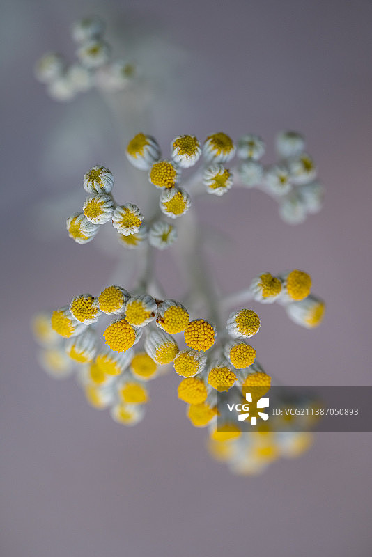银叶菊将开的花蕾特写图片素材