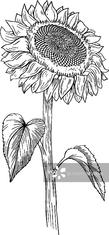 手绘水墨风向日葵图片素材