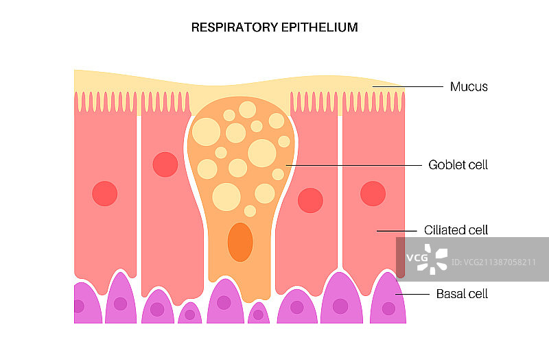 鼻上皮细胞概念图片素材