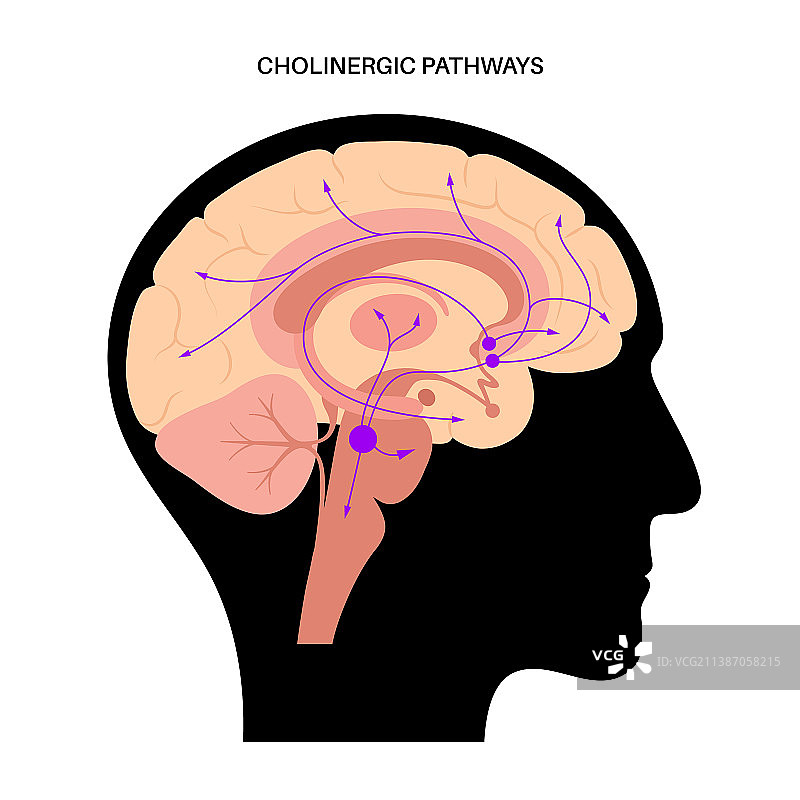 乙酰胆碱胆碱能通路图片素材