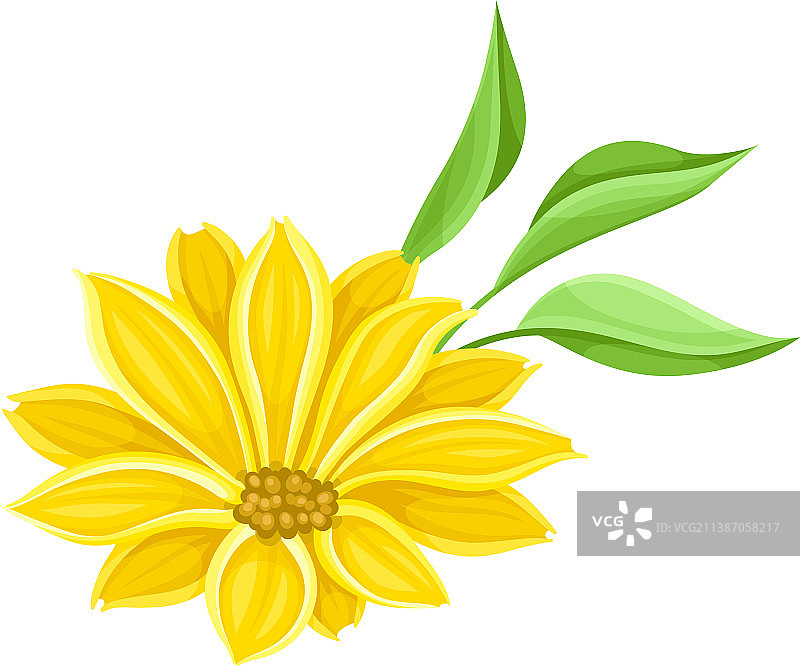 亮黄色花朵，花瓣和雄蕊鲜艳图片素材