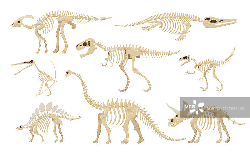 恐龙骨骼模型套装图片素材