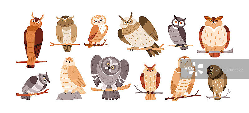 可爱的滑稽猫头鹰鸟类合集图片素材