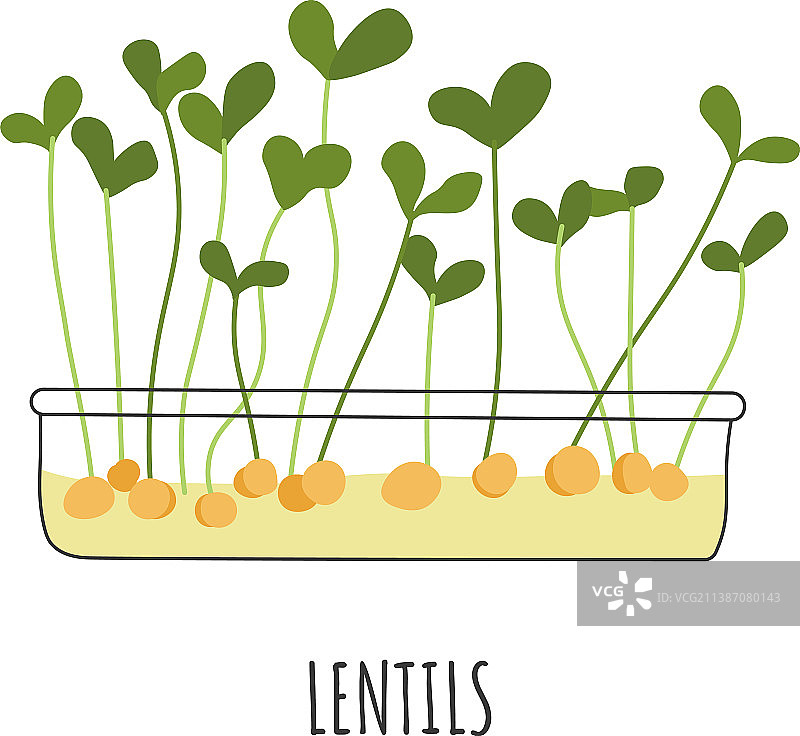 扁豆苗和嫩芽图片素材