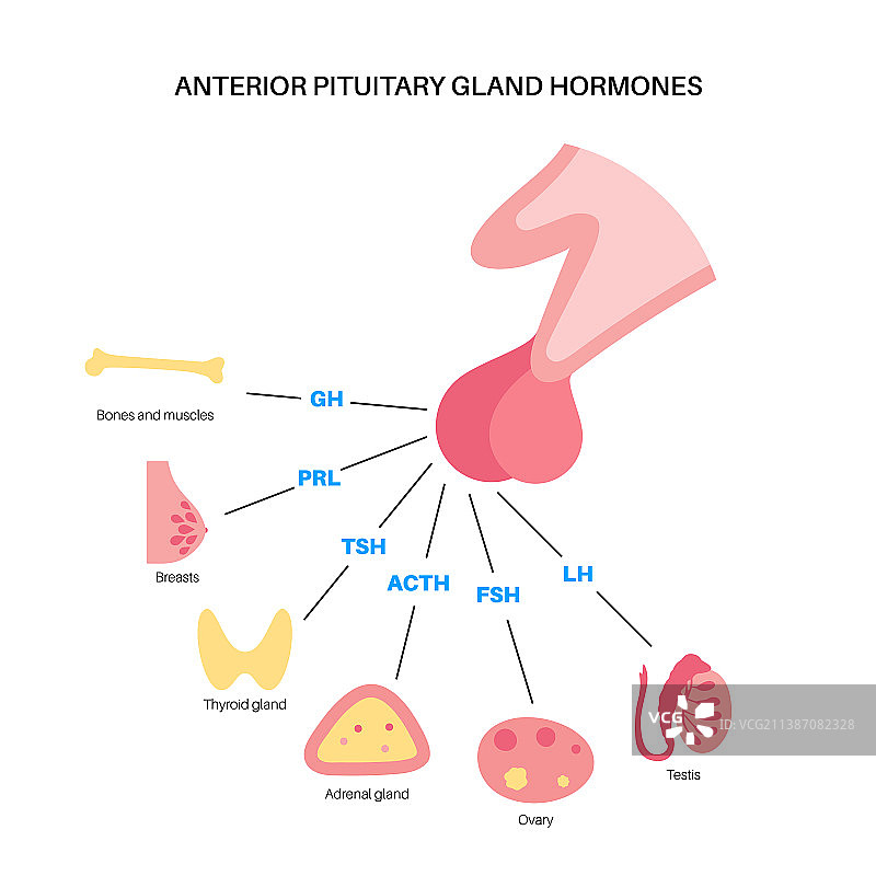 垂体激素图片素材