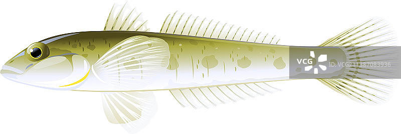 孤立的鰕虎鱼猴子图片素材