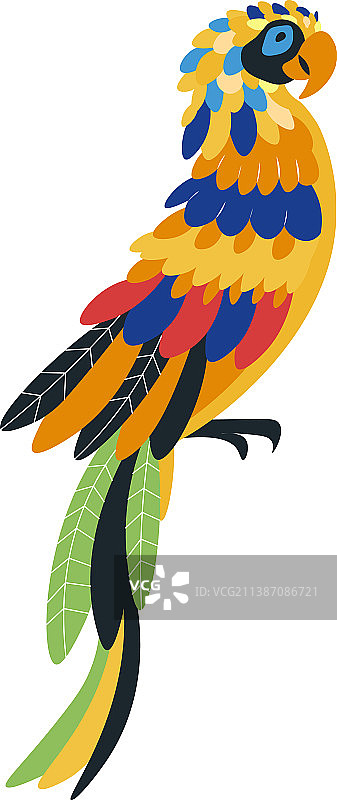 彩虹吸蜜鹦鹉：色彩鲜艳的异国鹦鹉图片素材