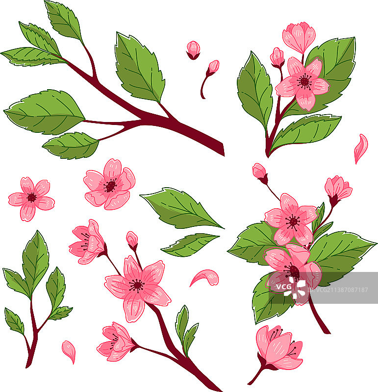 盛开的樱花树枝图片素材