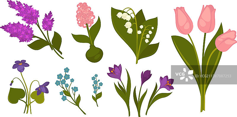 盛开的番红花和雪滴花图片素材