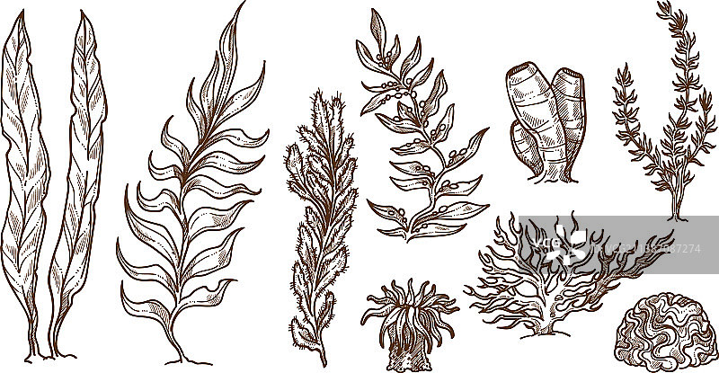 海藻、海草和珊瑚礁海洋植物图片素材